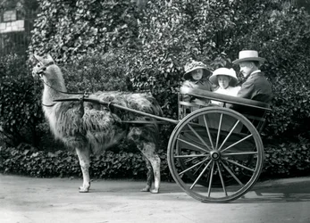 Trois visiteurs, dont deux jeunes filles, dans une charrette tirée par un lama, Zoo de Londres, vers 1912